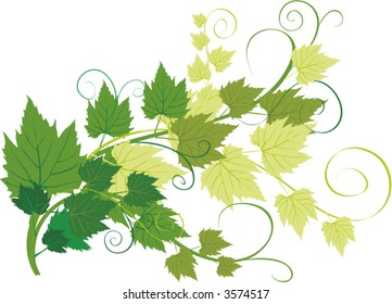 Vine. Design Element. Vector