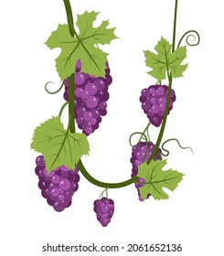 Vino con follaje y racimos de uvas rojas aromáticas. Viticultura y agricultura. Ramas con bayas en un arbusto denso. Viña joven. Dulce cosecha de otoño. Aislado sobre fondo blanco. Vector