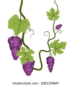 Vino con follaje y racimos de uvas rojas. Viticultura y agricultura. Ramas con bayas en un arbusto denso. Viña joven. Dulce cosecha de otoño. Aislado sobre fondo blanco. Vector de dibujos animados