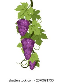 Vine with foliage and bunches of red Tasty grapes. Viticulture and farming. Branches with berries on a dense bush. Young vineyard. Sweet autumn harvest. Isolated on white background. Vector.