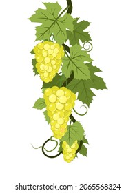 Vine with foliage and bunches of Tasty yellow grapes. Viticulture and farming. Branches with berries on a dense bush. Young vineyard. Sweet autumn harvest. Isolated on white background. Vector