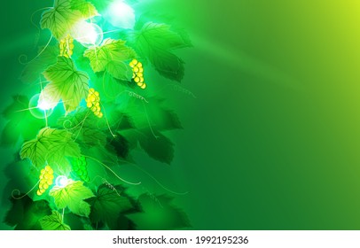 vine garden green background in summer and spring 
