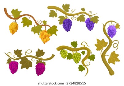 Uva de vid. Ramos de uvas rojas, moradas, verdes y amarillas en ramas con hojas. Producción de vino, cosecha estacional, agricultura. Conjunto de Vector sapid de frutas frescas naturales