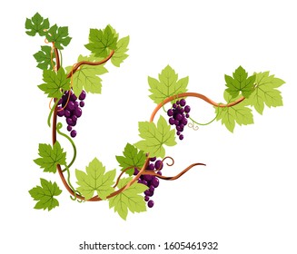 Vine or grapes bunches on branch isolated icon, winery