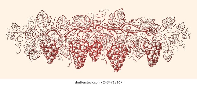 Vine with grapes and leafs. Grapevine, vineyard. Hand drawn sketch vintage vector illustration