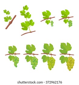 Vine with grapes. Vector flat illustration.