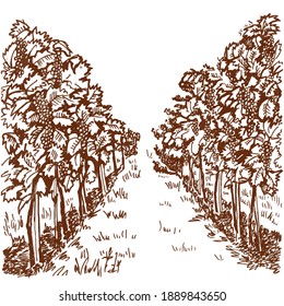 Vine of grapes vector illustration. An alley of grape trees. Grape variety drawing perspective