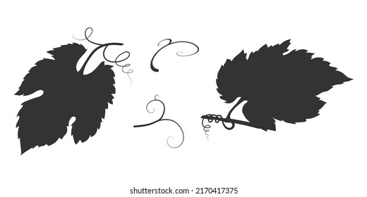 Vine Leaf Silhouette With Vine. Vector Illustration Of Shadow Fruit Vegetation.