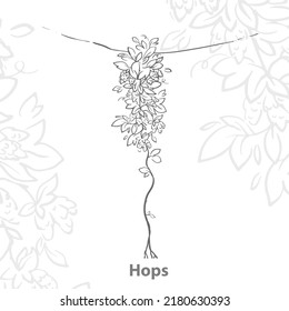 A vine with leaves and fruits of hops. Common hops or a branch of Humulus lupulus with leaves and cones. The hops are hand-drawn. Vector illustration