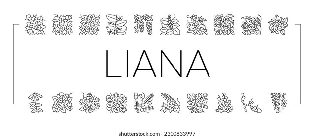 Vine Liana Exotic Growing Plant Icons Set Vector. Japanese Honeysuckle And Poison Ivy, Caroline Jessamine And Wisteria Liana, Tropical Cypress And Bougainvillea Black Contour Illustrations