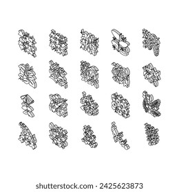 Vine Liana Exotic Growing Plant isometric icons set. Japanese Honeysuckle And Poison Ivy, Caroline Jessamine And Wisteria Liana, Tropical Cypress And Bougainvillea Color