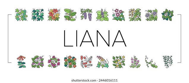 Vine Liana Exotic Plant Icons Set Vector. Hiedra Japonesa Madreselva Y Venenosa, Caroline Jessamine Y Wisteria Liana, Ciprés Tropical Y Ilustraciones De Color Bougainvillea