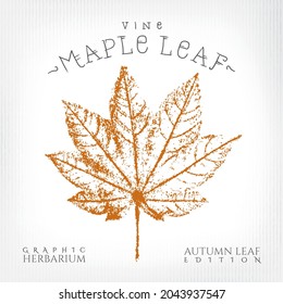 Estilo de impresión de hojas de arce de vina Ilustración con el logotipo auténtico Letras de la edición de hojas de otoño del herbario gráfico - negro y rusto sobre fondo de cizalladura - Diseño gráfico con sello vectorial