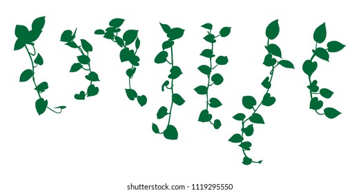 Vine plant set hand drawn for design. Vector illustration