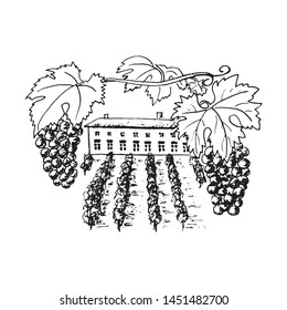 vine plantation, grapes hills, trees, house, winery on the horizon vector illustration. Hand drawn