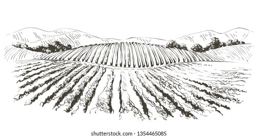 Vine plantation hills landscape. Drawing of rows of vineyards with wine stains.  Vector line sketch illustration