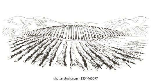 Vine plantation hills landscape. Drawing of rows of vineyards with wine stains.  Vector line sketch illustration