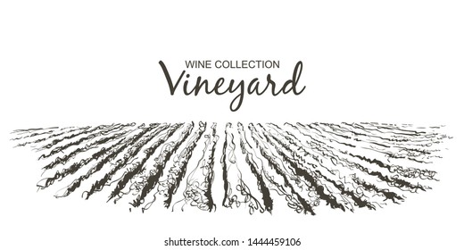 Vine plantation hills landscape. Drawing of rows of vineyards with wine stains. Vector line sketch illustration