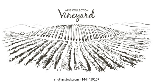 Vine plantation hills landscape. Drawing of rows of vineyards with wine stains. Vector line sketch illustration