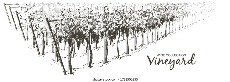 Vine plantation hills landscape. Drawing of rows of vineyards with wine stains. Vector line sketch illustration