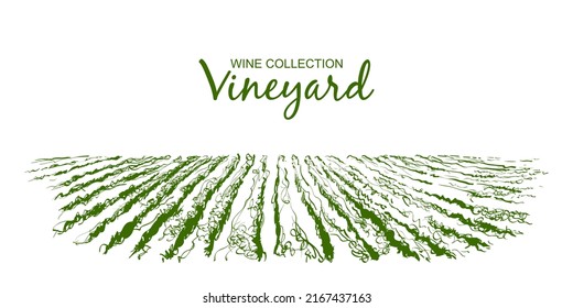 Vine plantation hills landscape. Drawing of rows of vineyards with wine stains.  Vector line sketch illustration