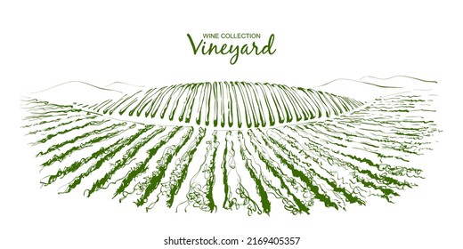 Vine plantation hills landscape. Drawing of rows of vineyards with wine stains. Line sketch illustration