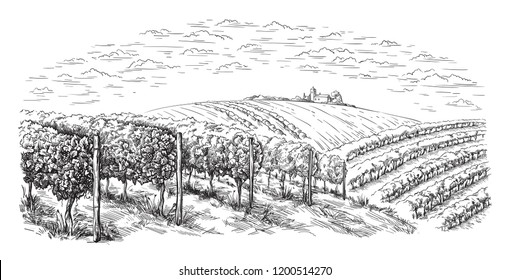 vine plantation hills, trees, clouds on the horizon vector illustration