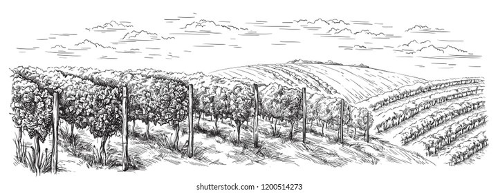 vine plantation hills  trees  clouds the horizon vector illustration
