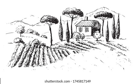 Vine plantation landscape. Hand drawn vector illustration.