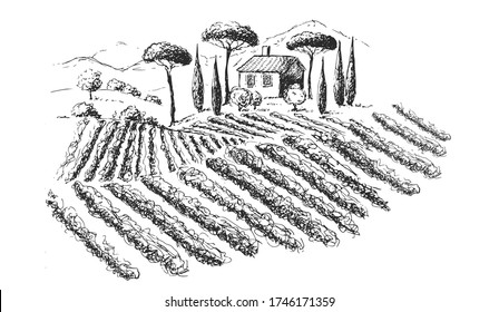 Vine plantation landscape. Hand drawn vector illustration.