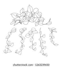 Vine plants line set hand drawn doodle design. Vector illustration