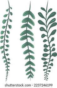Vine Plants String Pearls Succulents Vector Drawing