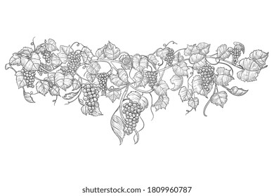 Vine sketch. Vector curly grapes cluster bunch silhouette for wine company logo design. Vintage vine sketch. Hand drawn black-white grapevine berry with leaves and mustache on white background