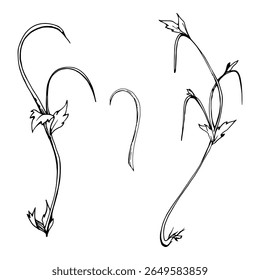Rebtendrillkriecher der Baumbeerenblumenstrauchpflanze, gewölbter, fließender Stängelzweig mit kleinen Blättern, handgezeichnet in Vektorfarbe. Botanische Illustration, isoliertes Element. Blumenhändler für Hochzeitsartikel