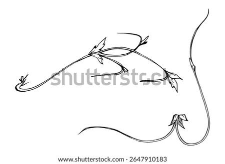 Vine tendril creeper of tree berry flower bush plant stem branch twig with small leaves hand drawn in vector ink. Botanical illustration isolated element. Wedding stationery florist shop scrapbooking
