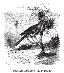 Vine thrush, vintage engraved illustration.
