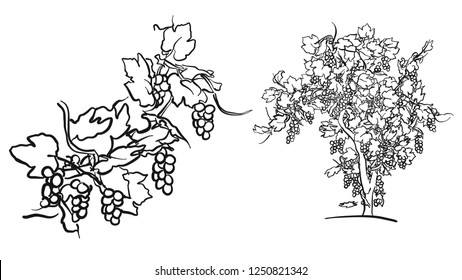 Vine tree and fruit drawing, hand-drawn vector food illustration for vine label and social media marketing
