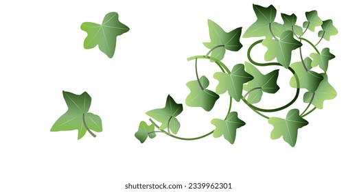 Vine typography with Ivy leaf design. patterns rose vine and flowers. vector stock image