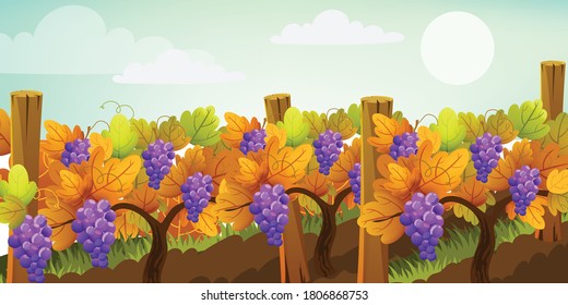 Vine yard Vector background. Autumn harvest. Rural Provence. Warm color