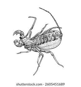 vinegaroon hand drawing vector isolated on white background.
