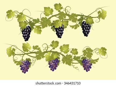 Vines with bunches of grapes in vintage style.