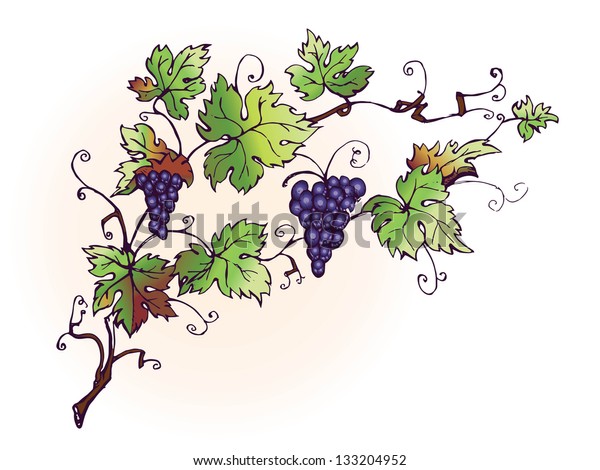 Vines Hand Drawn Stock Vector (Royalty Free) 133204952 | Shutterstock