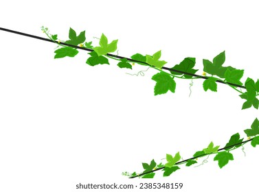 vines on ropes, no background