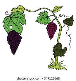 vines vector illustration