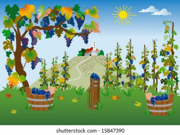 Vineyard