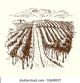 vineyard