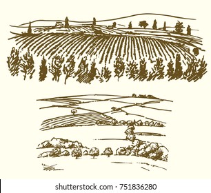 Vineyard, agricultural landscape.