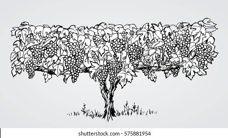 vineyard black and white hand drawn sketch, vector illustration