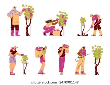 Vineyard. Vineyard care vector set: illustrations of growing, harvesting grapes and hard workers. Useful for wine industry marketing and farm presentations. Isolated background.