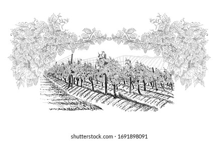 Vineyard with farm on horizon inside of decorative arc from grapes and vines. Landscape hand drawn in sketch style. Vector illustration isolated on white
